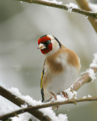 Goldfinch 